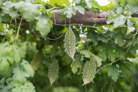 Organic green wild bitter gourd hanging on wooden roof at harvest in farm. Agriculture industry of vegetable and herb.の写真素材