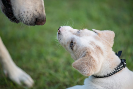 Creamy cute little puppy with its mom dog at grass field. Pet family together at home.の写真素材