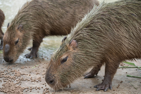 Capybara capybara eating food pellets instead of grass near pond. wild or farm animals.の写真素材