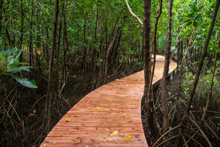 wooden curve footpath thtough mangrove forest, Chanthaburi, Thailand. Famous travel destination in tropical country, Siam.の写真素材