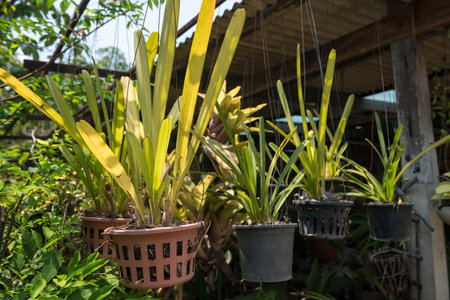 plant on flower pots hanging on backyard terrace roof on wooden house in Thailandの写真素材