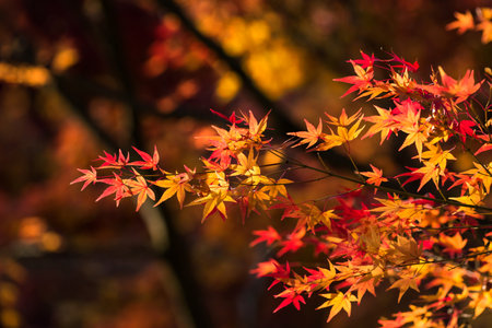 Red and yellow maple leaf touching sun light with blur foliage background at autumn during late November, Eikan-do temple in Kyoto, Japan.の写真素材