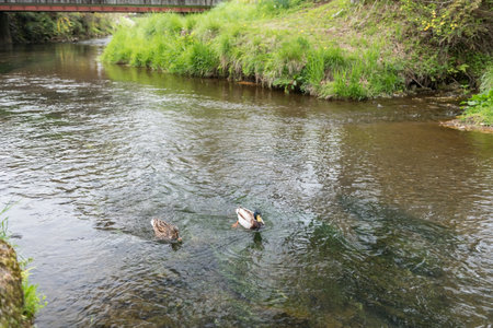 Swimming duck couple on canal of Oshino Hakkai village, Yamanashi, Japan.の写真素材