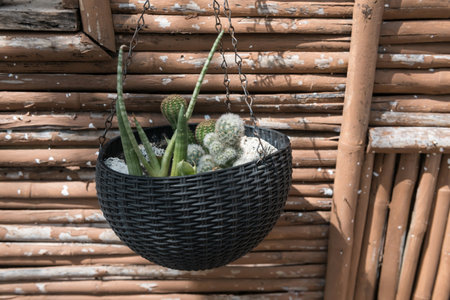 A cactus in pot on hanging basket show on bamboo wallの写真素材