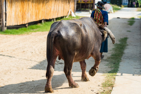 Rear of Thai old farmer pull water buffalo to plow rice farm. Agriculture industry with tradtional...