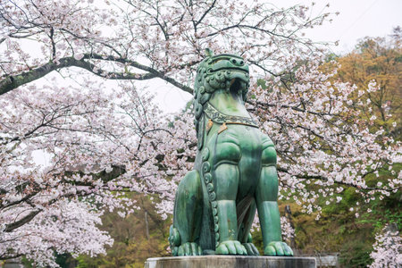 Lion dog statue with pink sakura blossom of cherry tree at Tozan Sueyama shinto shrine in spring, Imari, Saga, Japan.の写真素材