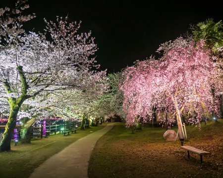 Sakura blossom tunnel of white and pink cherry trees light up at night in Ureshino Onsen Park, Saga, Kyushu, Japan. Famous travel destination for spa area with hot springs.の写真素材