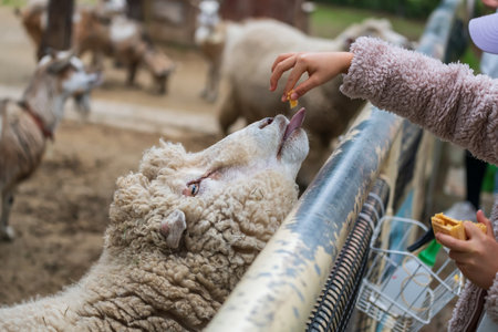 kid feed cracker food to wooly sheep in zoo stall of Uminonakamichi Seaside Park, Fukuoka, Kyushu, Japan.の写真素材