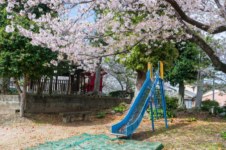Kid slider with white cherry blossom of sakura tree at children playground in Fukuoka, Kyushu, Japan.の写真素材