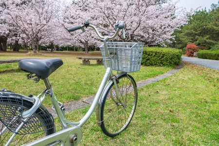 Bike at cherry blossom of sakura tree garden at Uminonakamichi Seaside park in spring, Fukuoka, Kyushu, Japan. Famous travel destination of amusement park, campground, pool, or season flower festival.の写真素材
