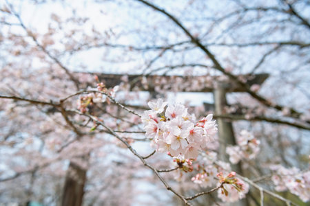pink white sakura blossom of cherry tree with blur torii gate at Homangu Kamado shrine located at...