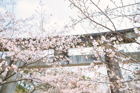 White sakura blossom tunnel of cherry tree at Big torii gate in Homangu Kamado shrine located at Mt....