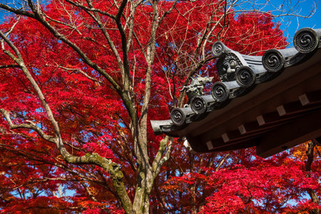 Statue decor on roof with beautiful fall foliage red color in Jojakkoji Temple, Arashiyama, Kyoto, Japan. Famous travel destination in western of Kyoto in autumn season.の写真素材