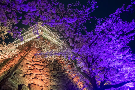 Cherry sakura tunnel blue light up and Fukuoka Castle ruins illusions at Maizuru park, Fukuoka, Kyushu, Japan. Famous travel destination for Illumination garden at night in spring season.の写真素材