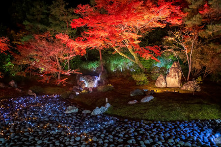 Autumn night illumination at Hogonin temple garden in Arashiyama, Kyoto, Japan. Famous travel destination for tourist sightseeing of Kansai in fall season.の写真素材