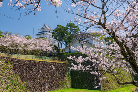 Shimabara castle and pink sakura blooming of cherry tree tunnel against blue sky at spring, Nagasaki, Japan. Famous travel destination located by Ariake Bay and Mount Unzen.の写真素材