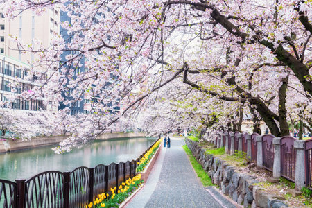 cherry sakura tree tunnel blossom along Naka river at Tenjin central park, Fukuoka, Khushu, Japan. Famous travel destination to hanami during springtime season.の写真素材