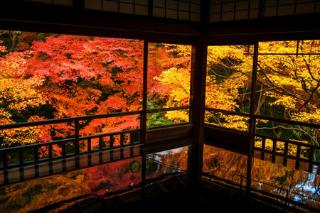 Rurikoin temple upper floor interior architecture with beautiful autumn maple foiage color in December, Kyoto, Japan. Famous travel destination for tourist sightseeing Kansai for fall season.の写真素材