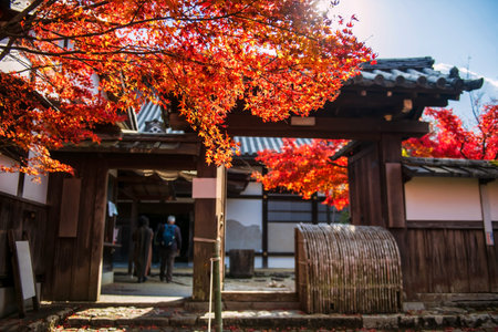Manshuin Monzeki temple entrance gate with red maple leaves touching sunlight in Autumn , Kyoto,...