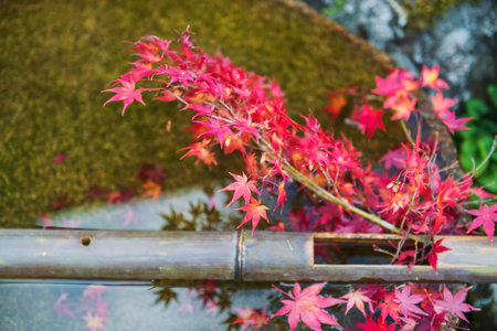 Red maple leaves on bamboo over water basin decoration at Enkoji temple garden in autumn, Kyoto,...