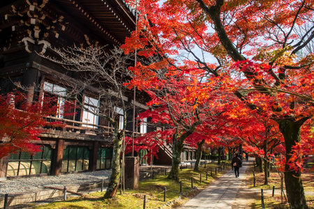 Tourist people walk in autumn park with colorful maple leaves by Shinnyodo Temple, Kyoto, Japan....