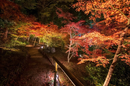 Maple tree tunnel along Kurodani Konkai Komyoji footpath to visit stunning autumn foliage with illumination, Kyoto, Japan. travel destination for tourist sightseeing Kansai for fall illusion.の写真素材