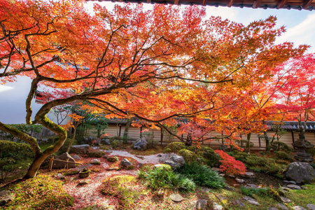 Beautiful maple tree with colorful leaves touching sunlight in garden of Eikando or Eikan-do...