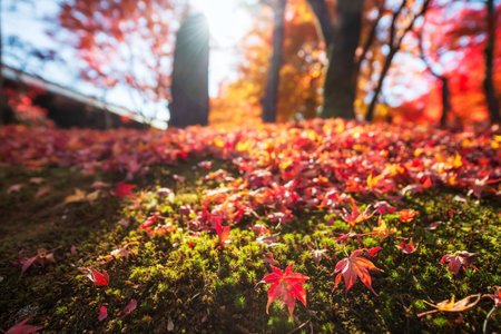 Falling red maple leaves over moss by stone inscription statue in autumn garden at peak autumn in December, Kyoto, Japan. Famous travel destination for tourist sightseeing Kansai for fall season.の写真素材