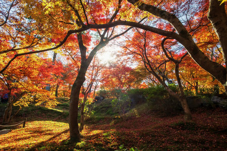 Colorful maple foliage garden against sunlight at Tofuku-ji temple garden during peak autumn period in December, Kyoto, Japan. Famous travel destination for tourist sightseeing Kansai for fall seasoの写真素材