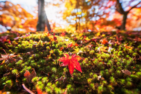 Red maple leaf over moss against blur autumn tree garden and sunlight at Tofuku-ji temple at peak autumn in December, Kyoto, Japan. travel destination for tourist sightseeing Kansai for fall season.の写真素材