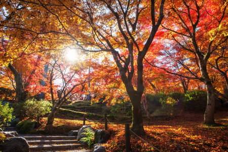 Tofuku-ji temple garden footpath by colorful maple foliage garden against sunlight at peak autumn...
