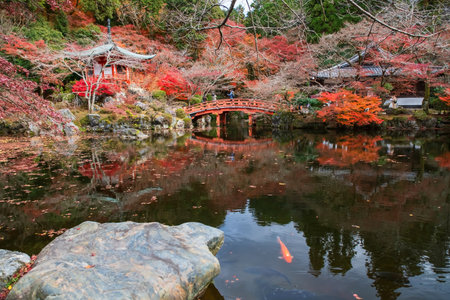Carp or Koi fish swim on pond with Pavilion and bridge in Daigo-ji or Diagoji temple with autumn foliage color, Kyoto, Japan.  Famous travel destination for tourist in Kansai on peak fall in December.の写真素材