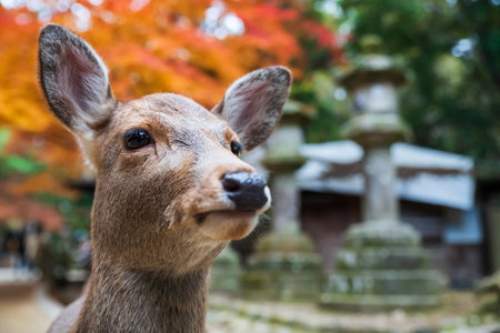 Closeup portrait of deer face with colorful autumn foliage leaves at Kasuga Taisha Shrine, Nara, Japan. Famous travel destination for tour in Kansai to see deer at peak fall season in December.の写真素材