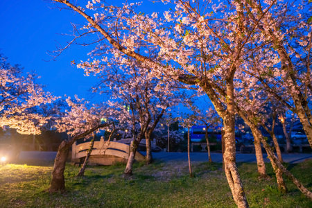 Pink sakura blossom of cherry tree light up at night of Mihashira Shrine garden, Yanagawa, Fukuoka, Kyushu, Japan. Famous travel destination to cruising and sightseeing along river.の写真素材