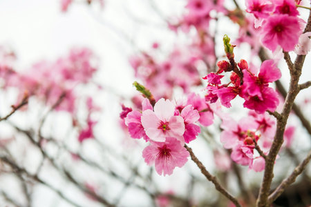 kawazu pink sakura blooming of cherry tree at Issingyo no Oozakura, mount Aso, Kumamoto, Kyushu, Japan.の写真素材