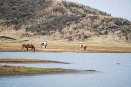 horses at meadow drink water at pond in Kusasenri prairie observation, Aso Kuju National Park, Kumamoto, Kyushu, Japan.の写真素材