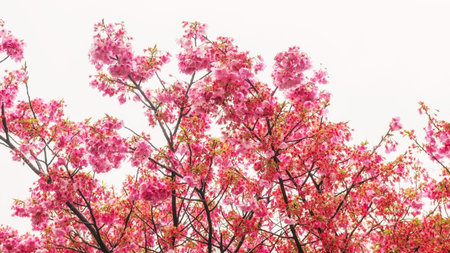 kawazu pink sakura blooming of cherry tree isolated on white background, Beppu, Japan.