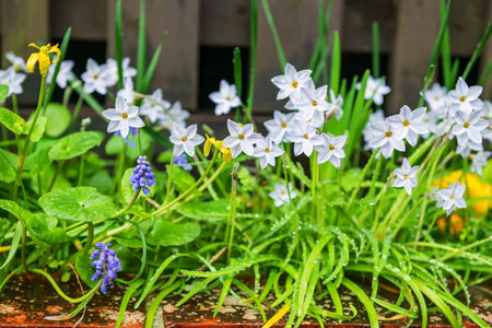 Spring bulbous flowers blossom with raindrops after raining. Group of light blue white flowers.の写真素材