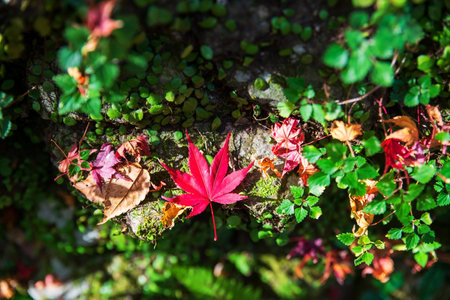 Red maple leaf in green fern moss forest at Minoh waterfall park in autumn, Osaka, Japan. Famous travel destination for sightseeing Kansai in fall season.の写真素材