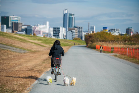Japanese woman bike bicycle with 3 little white Pomeranian dogs at Yodogawa river park at autumn, Osaka, Japan. Sport and recreation activity in fall season.の写真素材