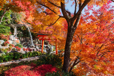 Torii gate and cascading water to waterfall with beautiful autumn foliage color at Katsuo-ji temple in autumn, Minoh, Osaka, Japan. travel destination for sightseeing Kansai in fall.Temple of victory.の写真素材
