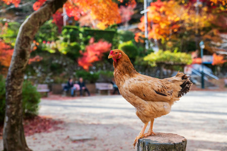 Chicken hen on wood with autumn foliage leaves at Minoh waterfall park, Osaka, Japan. Famous travel destination for sightseeing Kansai in fall season.の写真素材