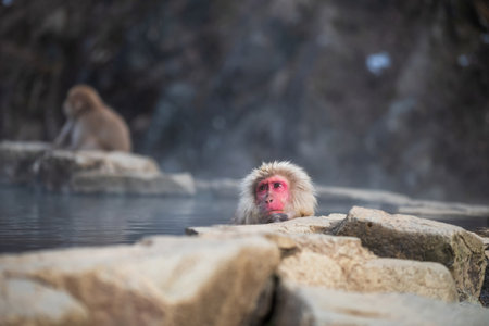 Japanese Snow monkey Macaque portrait bath on hot spring water Onsen in winter at Jigokudani monkey Park, Yamanouchi, Nagano, Japan. Famous travel destination in Chubu.の写真素材