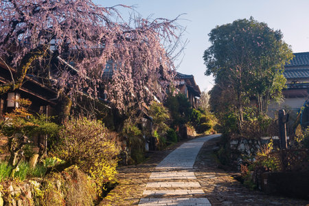 Magome juku perserved town of Nakasendo with pink sakura cherry blossom at sunrise, Kiso valley, Gifu, Japan. Famous travel landmark of preserved  old Japanese town in springtime.の写真素材