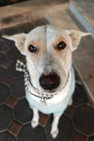 Aerial portrait of adorable creamy dog with cute collar and winter dress look at camera. Cute pet staring for photograph.の写真素材