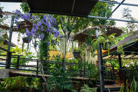 Purple Petrea volubilis or Wreath Sandpaper Vine flower bloom in cafe and restaurant gardenの写真素材