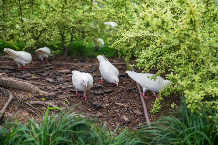 White doves or pigeon birds in People's square public city park, Shanghai, China.の写真素材