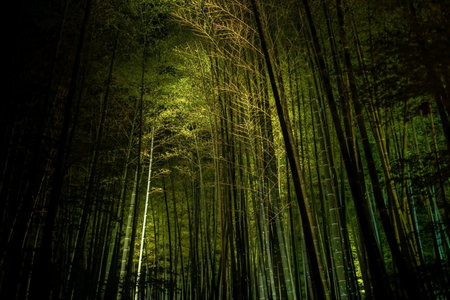 Beautiful view of bamboo grove light up at night in Kodaiji temple, Kyoto, Japan. Famous travel destination especially for fall illumination light up in Kansai.の写真素材