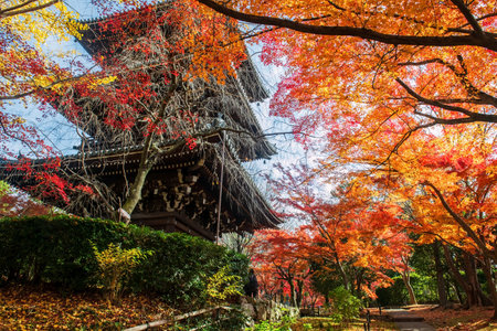 Autumn foliage colorful garden by wooden pagoda in Shinnyodo Temple, Kyoto, Japan. Famous travel destination for tourist sightseeing Kansai in fall season.の写真素材