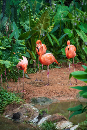 Pink flamingo bird group by small pond and green plant at Nakhon Ratchasima or Korat zoo, Thailand.の写真素材